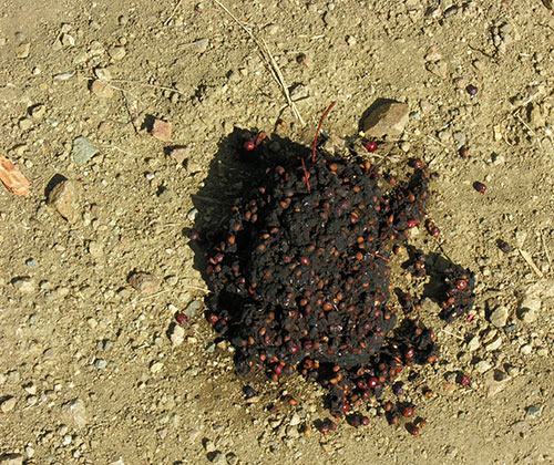 Bear scat in Pats Creek. Rosehips are on the menu. Oct. 6, 2008. Copyright Ralph Maughan