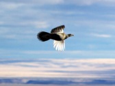 Sage grouse in flight, Bruneau uplands © Ken Cole 2008