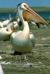 American white pelican - photo: USFWS
