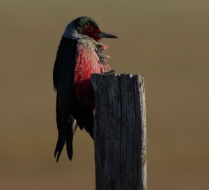 Lewis' woodpecker © Ken Cole