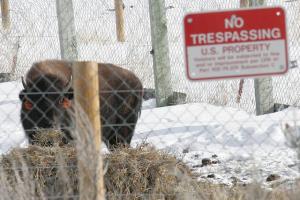 Buffalo in quarantine - Kim Acheson