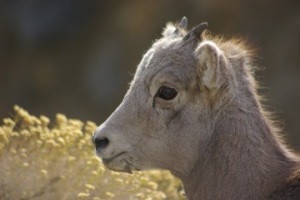 Bighorn sheep lamb © Ken Cole