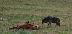 June 2007 - B333, before he was collared, near a road-killed elk on Phantom Hill, north of Ketchum, Idaho. Photo  Claudia Fiaschetti © 2007,