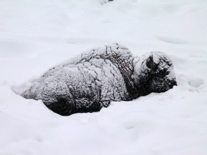 Bison in deep snow © Ken Cole